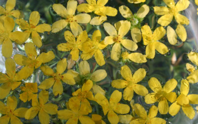 Come preparare i fiori di Bach?