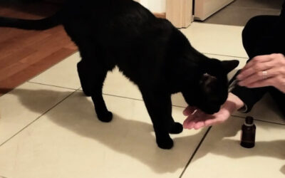 Fiori di Bach per animali